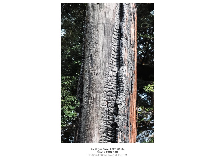 往馬大社 いこまたいしゃ 雷杉