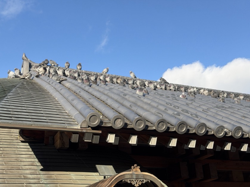 壬生寺 屋根の上の鳩