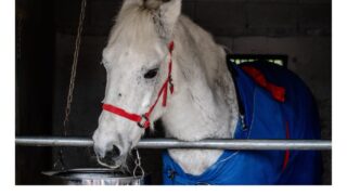 大和国鹿島香取本宮(やまとのくにかしまかとりほんぐう)